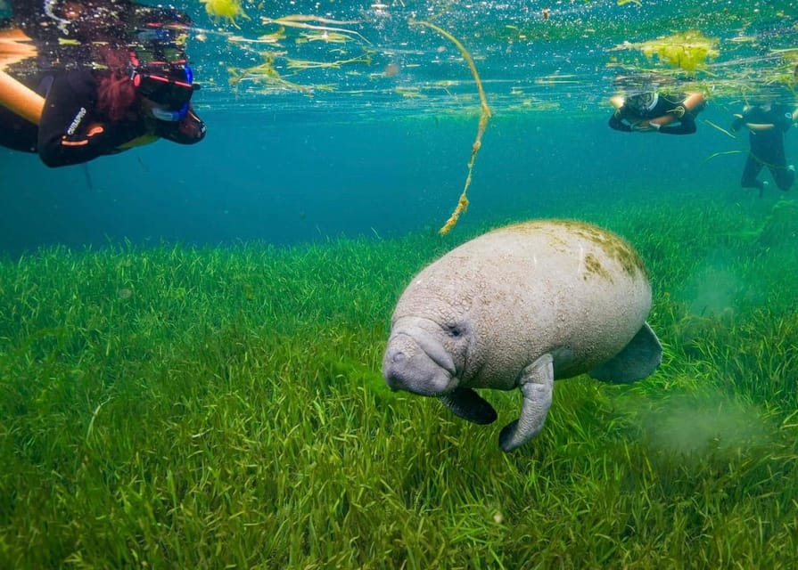 Crystal River: Swim and Snorkel With Manatees Tour - Frequently Asked Questions