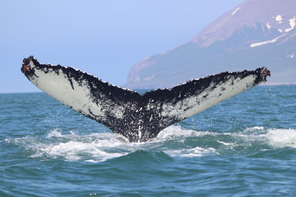 Dalvík: Whale Watching Speedboat Tour - Frequently Asked Questions