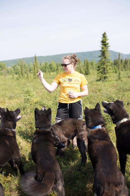 Denali: 1 Hour Tundra Walk With Free Running Sled Dogs - Frequently Asked Questions