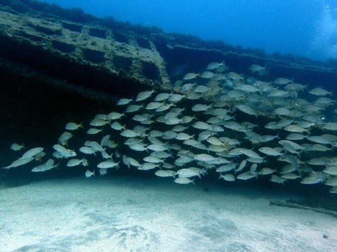 Discover Scuba Diving Experience - Frequently Asked Questions