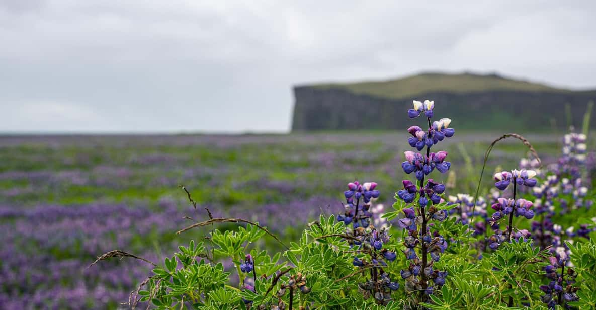 Epic South Coast of Iceland Private Tour From Reykjavík - Frequently Asked Questions