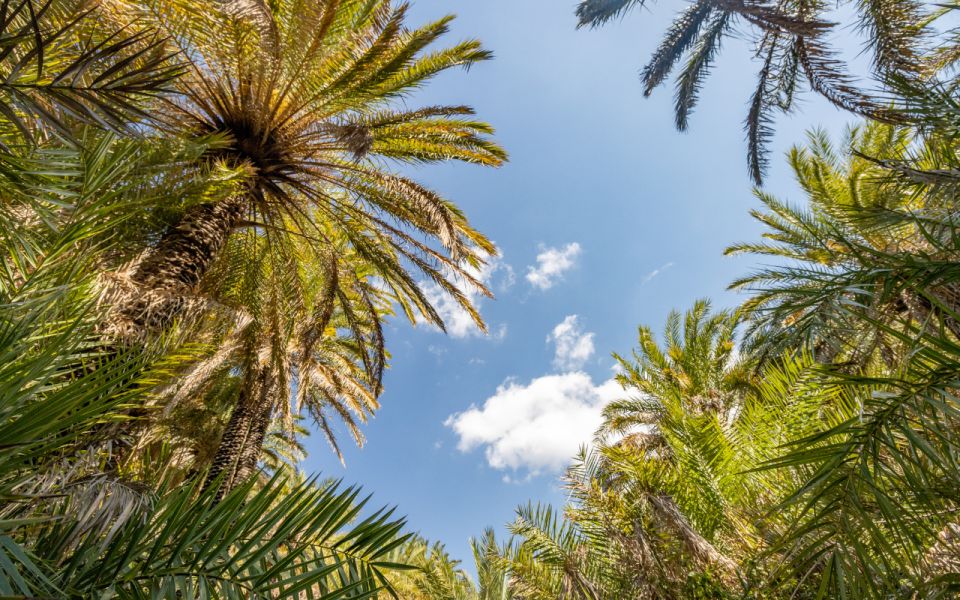 Explore Preveli Palms, Damnoni Beach & Historic Rethymno - Frequently Asked Questions