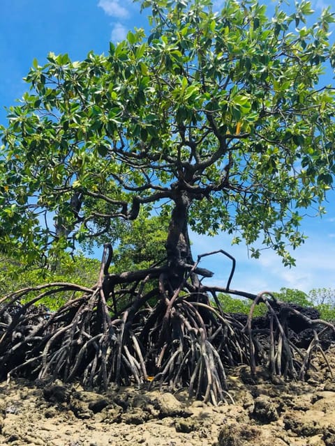 Explore the Mangroves and Coral Reefs of Malaysia - Frequently Asked Questions