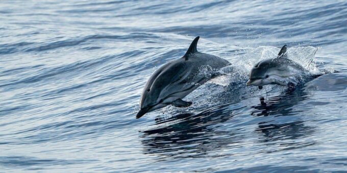 Fort Walton: Dolphin Discovery and Snorkeling Cruise - Frequently Asked Questions