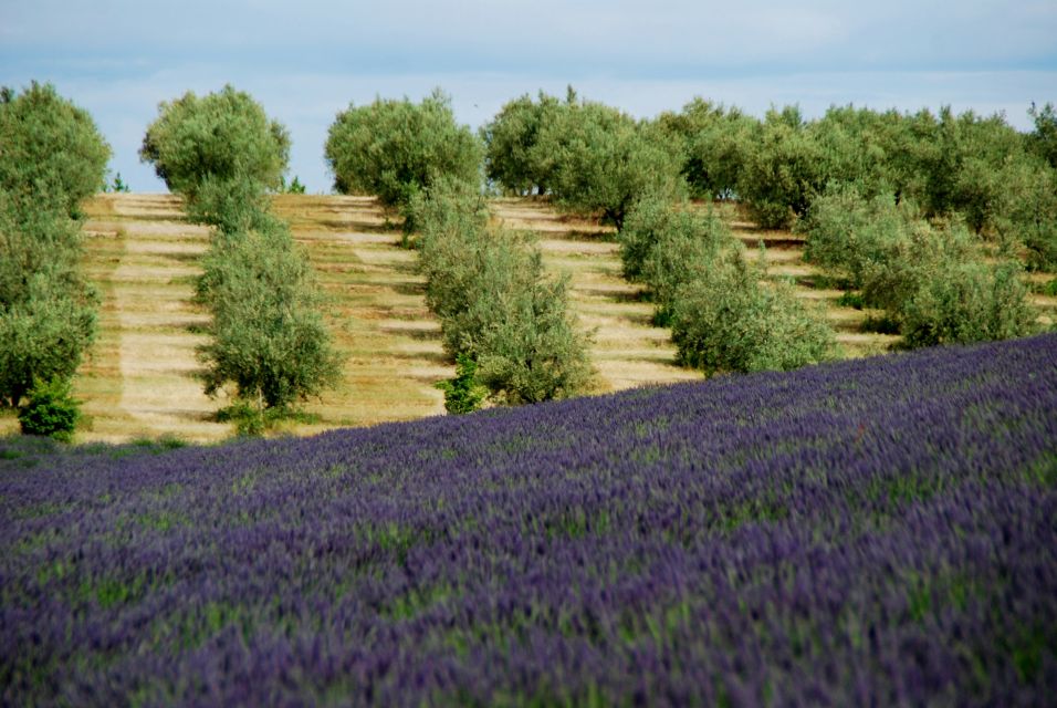 From Aix-En-Provence: Lavender Experience & Gorges Du Verdon - Frequently Asked Questions