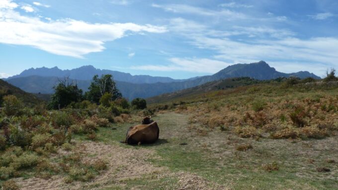 From Calvi: 4x4 Day Tour Mountain & Agriates Saleccia Beach - Frequently Asked Questions