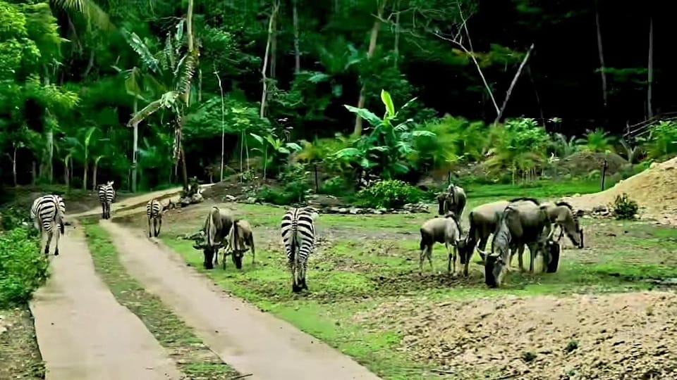 From Cebu City: Cebu Safari Adventure - Frequently Asked Questions