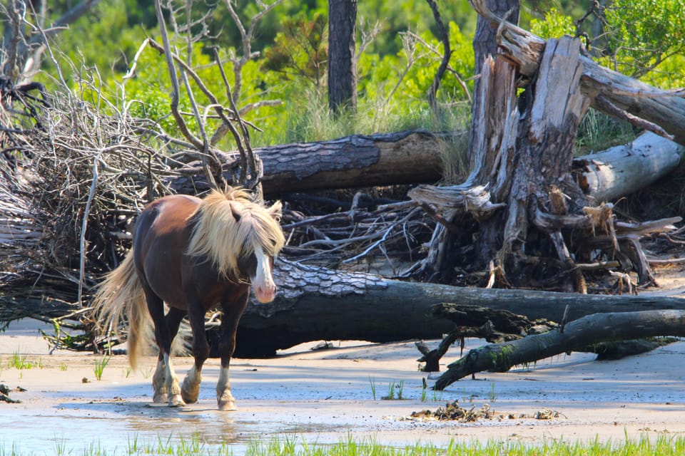 From Chincoteague: Pony and Wildlife Boat Tour - Frequently Asked Questions