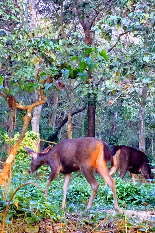 From Chitwan: Half Day Caneoing & Jungle Walk With Guide - Frequently Asked Questions