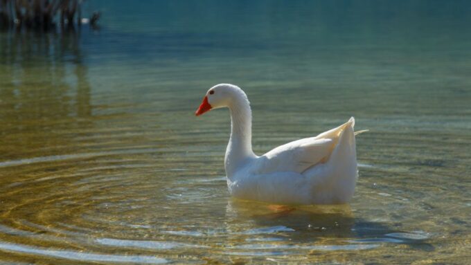 From Heraklion: Chania Town, Kournas Lake, and Rethymno Tour - Frequently Asked Questions