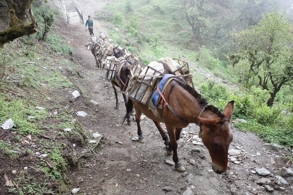 From Kathmandu: 8-Day Mardi Himal Trek With Transfers - Frequently Asked Questions