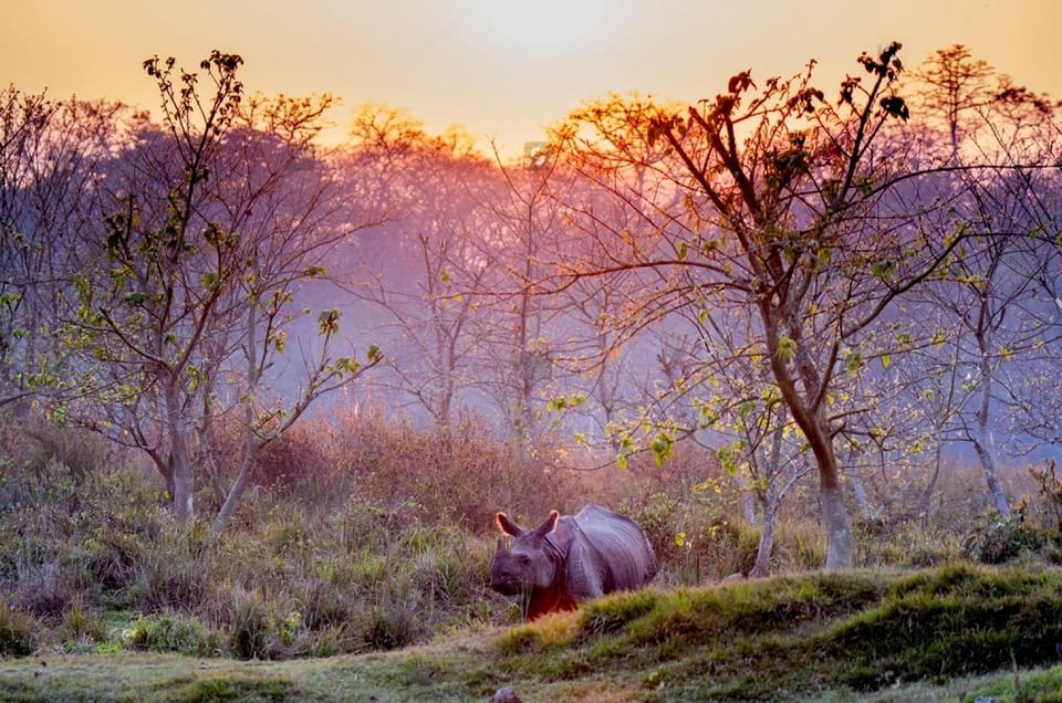 From Kathmandu to Chitwan: Jungle Safari + Meals & Transport - Culinary Delights on the Journey