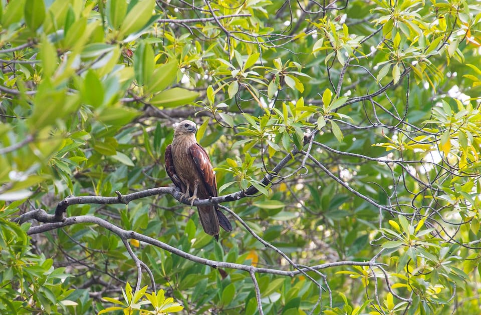 From Ko Lanta: Mangrove Eco-Excursion by Longtail Boat - Frequently Asked Questions