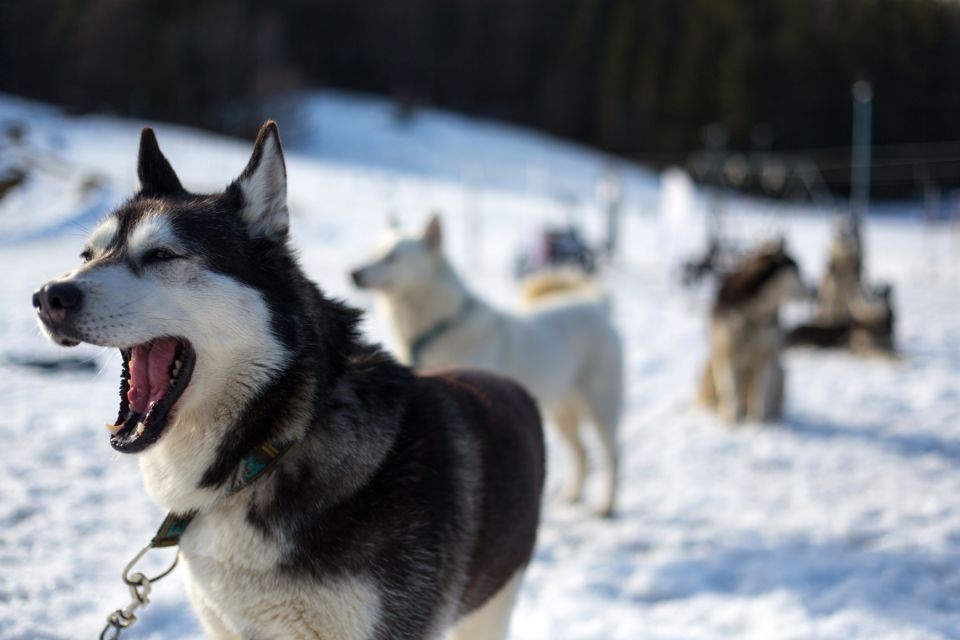 From Krakow: Dogsled Ride in Tatra Mountain - Frequently Asked Questions