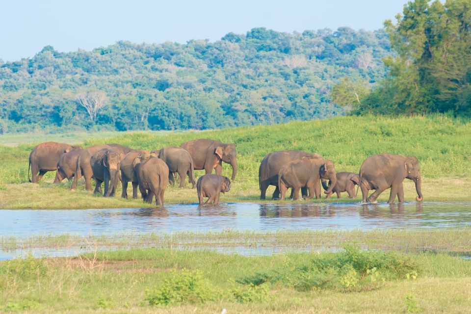 From Negombo: Wilpattu National Park Safari Guided Day Tour - Frequently Asked Questions