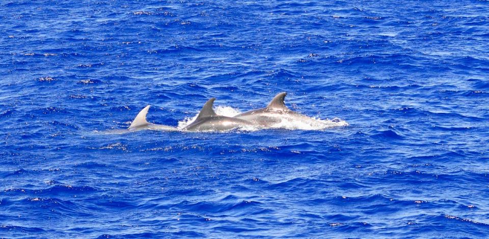 From Palma: 3-Hour Morning Dolphin Watching Boat Tour - Frequently Asked Questions