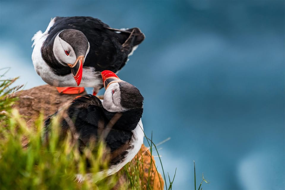 From Reykjavik: Puffin and Volcano Tour in Westman Islands - Hiking Eldfell Volcano