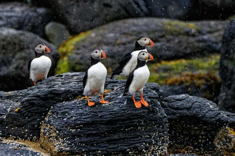 From Reykjavik: Westman Islands and South Coast Private Tour - Frequently Asked Questions