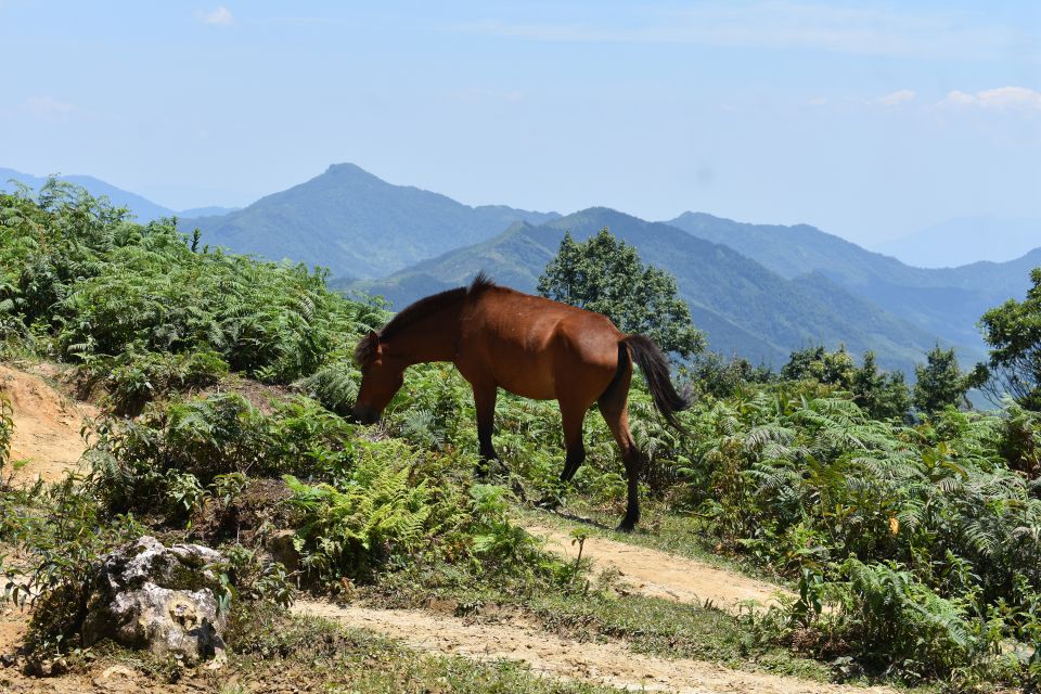 From Sapa: 2D1N Sapa Trekking Tour With Local Expert - Frequently Asked Questions