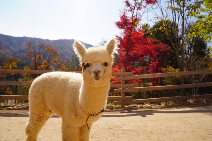 From Seoul: Mt. Samak-Cable Car/Nami/Alpaca(+Rail Bike) Tour - Frequently Asked Questions