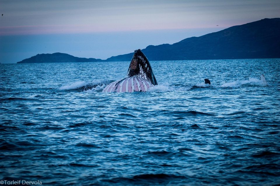 From Skjervøy: Whale Watching in a Heated Cabin Cruiser - Tour Highlights and Features