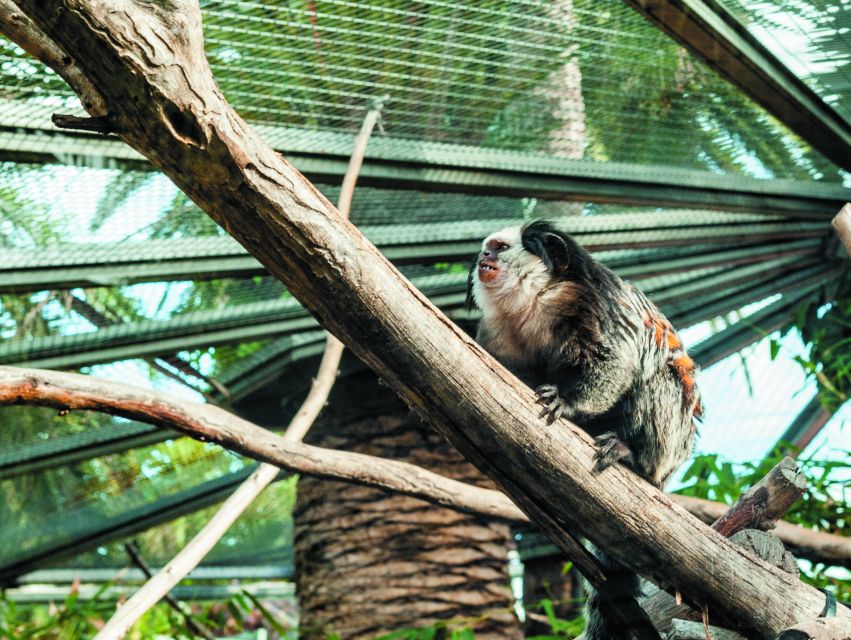 From South Tenerife: Loro Park Zoo Ticket & Hotel Transfers - Frequently Asked Questions