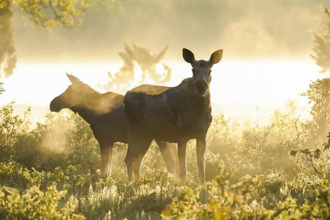 From Stockholm: Wildlife Safari With Campfire Dinner - Frequently Asked Questions