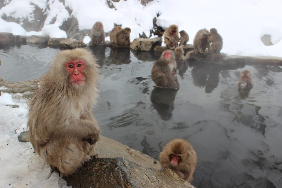 From Tokyo: Nagano, Zenkoji Temple, Snow Monkeys Day Trip - Frequently Asked Questions