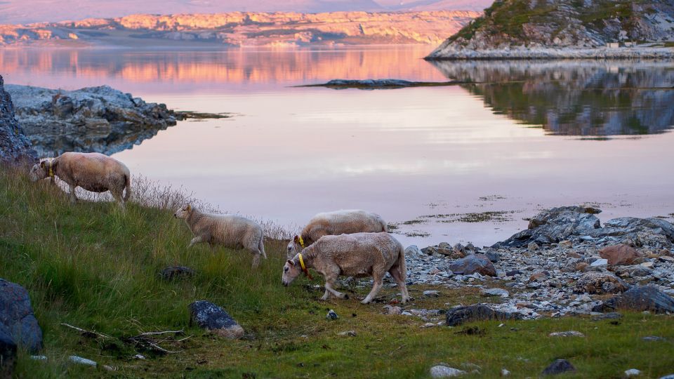 From Tromsø: Fjords Small Group Bus Tour - Unique Traveler Experiences