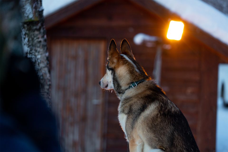 From Tromsø: Fun and Easy Dog Sledding Adventure - Frequently Asked Questions