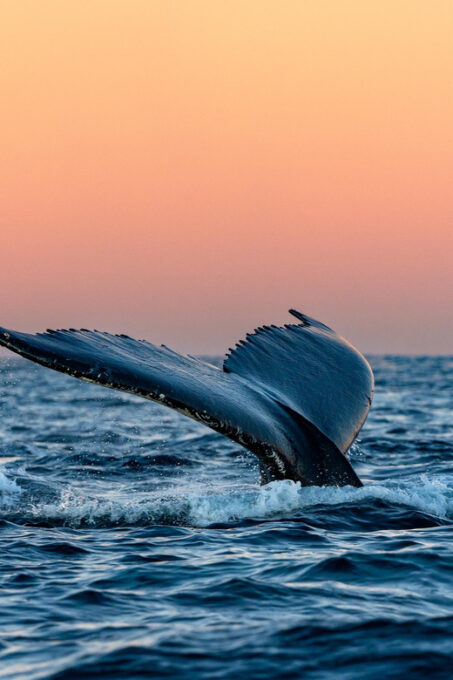 From Tromsø: Whale Watching Safari on High-Speed Catamaran - Frequently Asked Questions