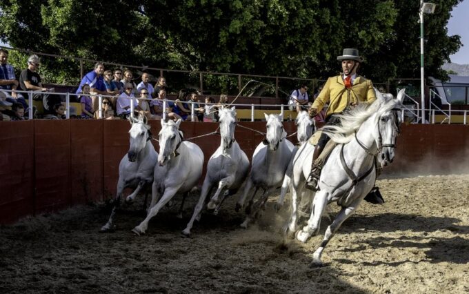 Fuengirola: Spanish Horse Show With Optional Dinner/Flamenco - Frequently Asked Questions