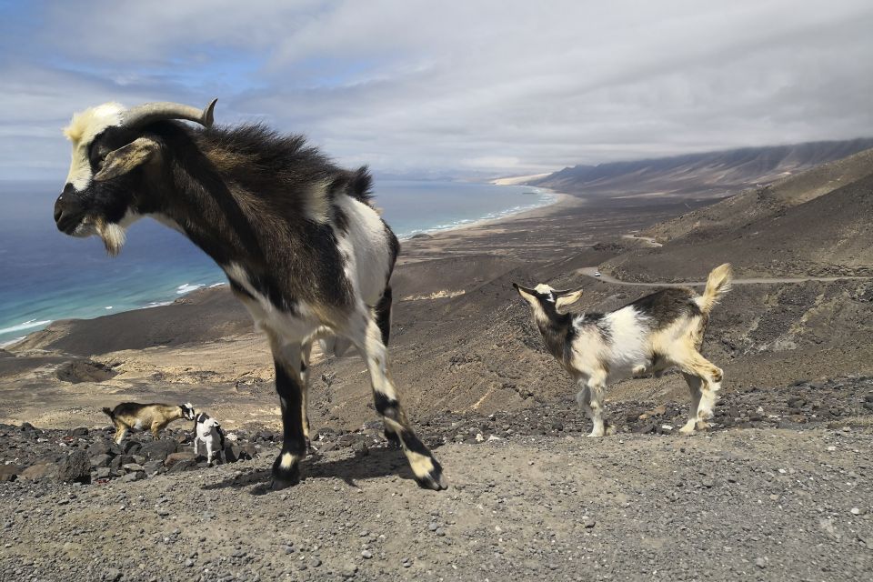 Fuerteventura: Cofete Beach and Villa Winter VIP Tour - Historical Exploration