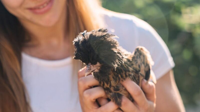 Gallura: Picnic on a Farm With Animals - Key Points