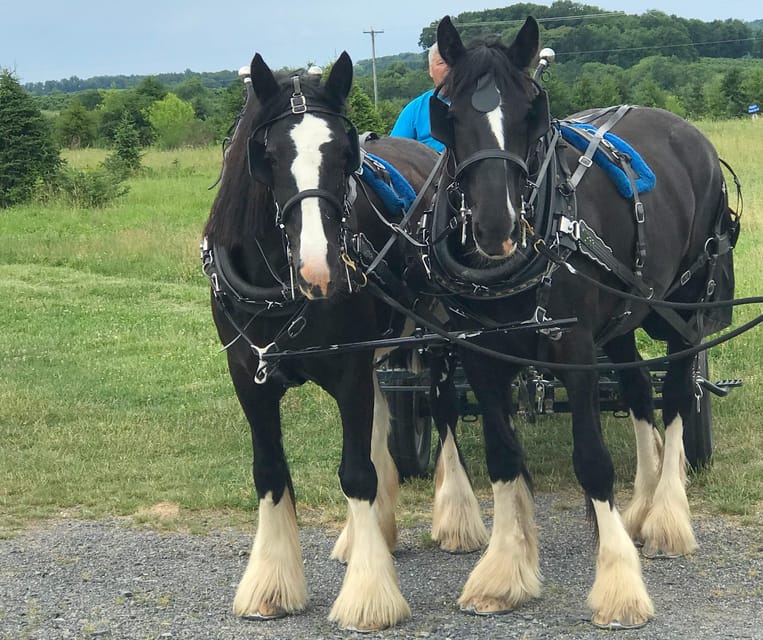 Gettysburg: Horse-Drawn Carriage Tour Countryside & Orchards - Frequently Asked Questions