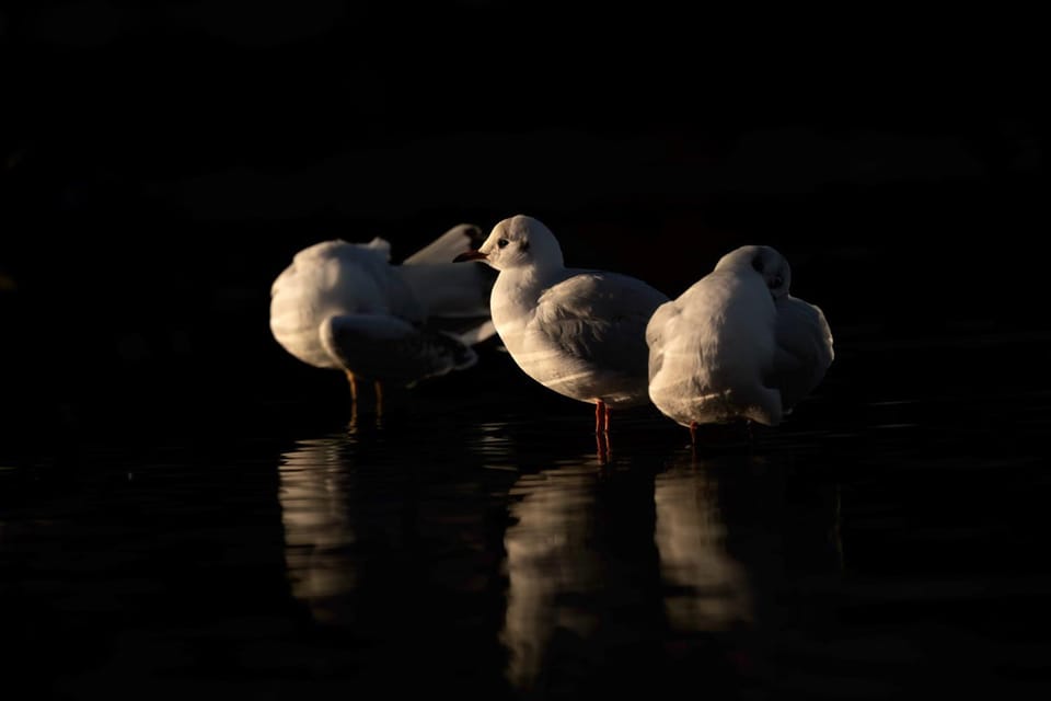 Glasgow: Beginners Wildlife Photography Workshop - Frequently Asked Questions