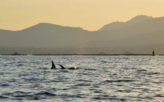 Golfo Aranci: Sunset Dolphin Kayak Tour With Aperitif - Frequently Asked Questions