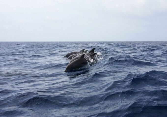 Golfo Aranci: Tavolara and Molara Snorkeling Dinghy Tour - Frequently Asked Questions