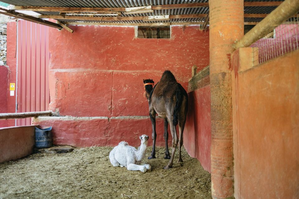 Gran Canaria: Camel Ride Safari W/ Optional Food & Transport - Frequently Asked Questions