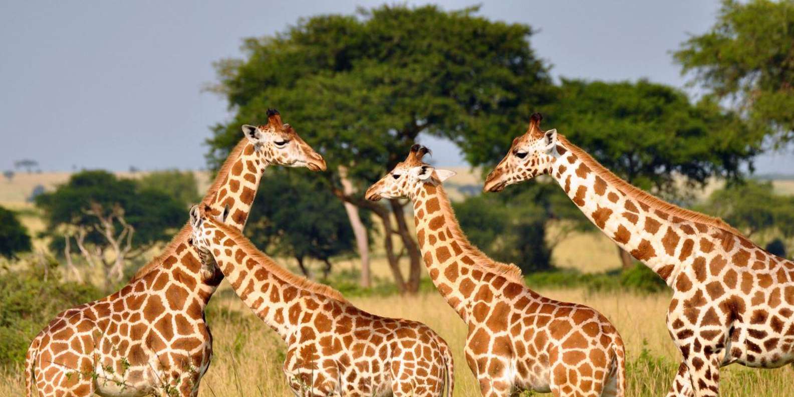 Half-Day Tala Game Reserve & Phezulu Safari Park From Durban | Travel ...