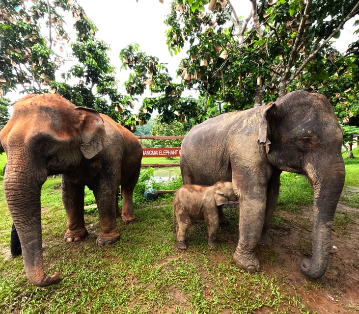 Half-Day Visit at CHIANGMAI ELEPHANT CARE Program (8am-1pm) - Frequently Asked Questions