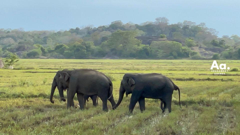 Half-Day Wild Safari in Kumana National Park - Frequently Asked Questions