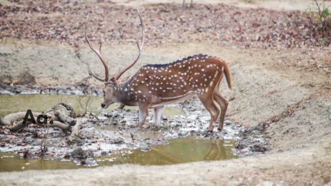 Half-Day Wild Safari in Yala National Park - Frequently Asked Questions