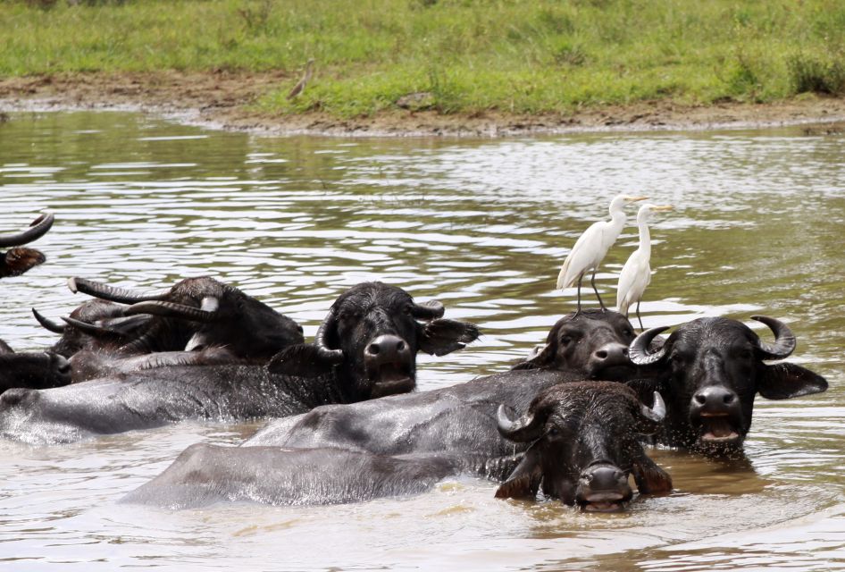 Hambantota Port: Bundala National Park Safari in a 4x4 - Frequently Asked Questions