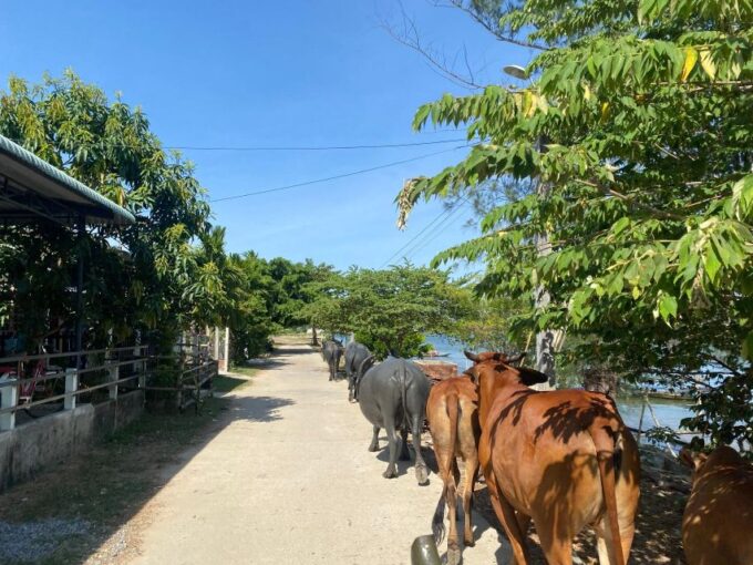 Hoi An Lantern Making & Countryside Vespa Tour - Frequently Asked Questions