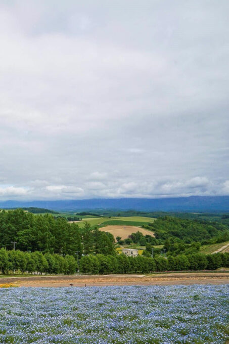 Hokkaido Biei Green Pond and Furano Flower Sea | Day Tour - Recap