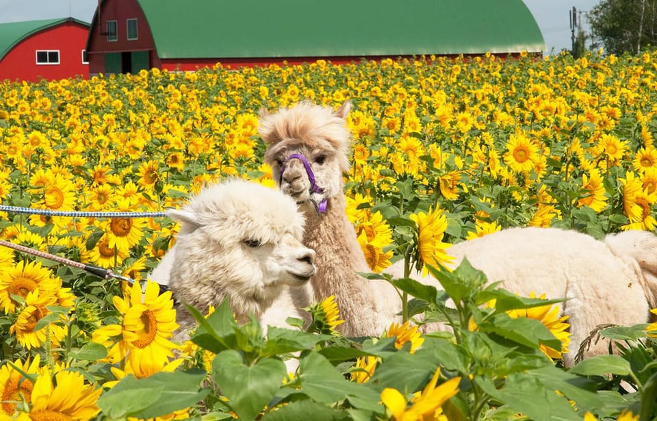 Hokkaido:Biei Blue Pond,Flower Fields, Ningle Terrace Trip - Recap