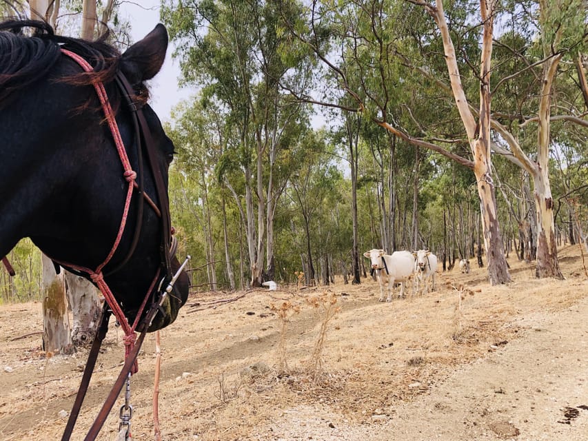 Horseback Riding in the Surroundings of Sciacca - Frequently Asked Questions