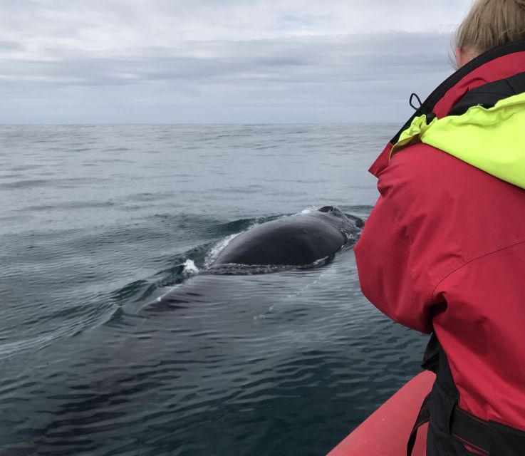 Húsavík: Big Whales and Puffin Island Speedboat Tour - Frequently Asked Questions