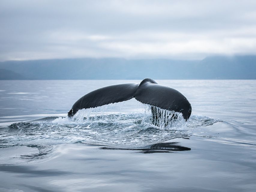 Húsavík: Whale Watching on a Carbon Neutral Oak Boat - Frequently Asked Questions